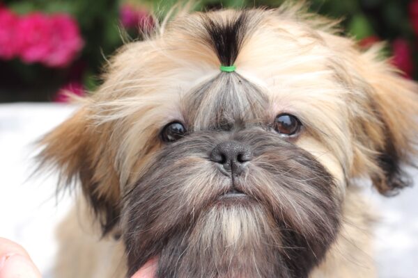 Sapfir Shih Tzu