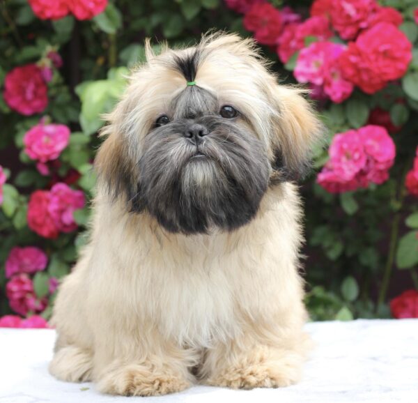 Sapfir Shih Tzu