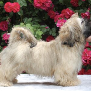 Sapfir Shih Tzu