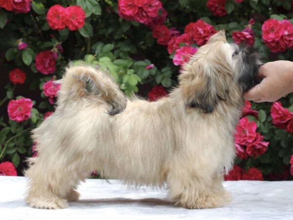 Sapfir Shih Tzu