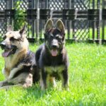 Scarlet-female-East-European-Shepherd-puppy-for-sale-1
