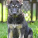 Scarlet-female-East-European-Shepherd-puppy-for-sale-2
