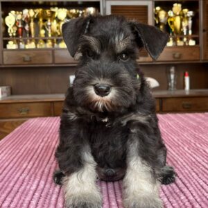 Seeley Miniature Schnauzer