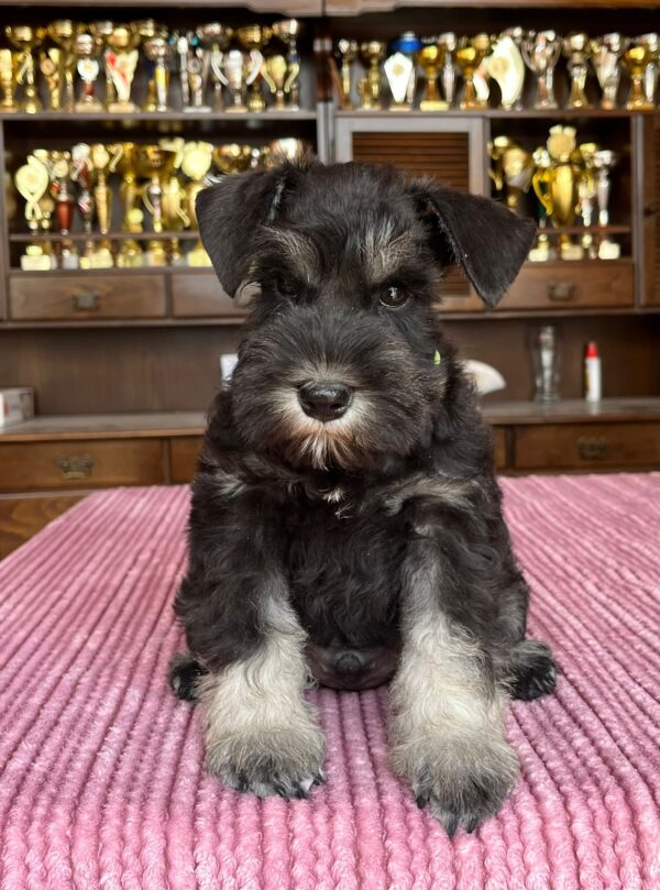Seeley Miniature Schnauzer