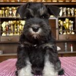 Seeley-male-miniature-schnauzerr-puppy-for-sale-1 (2)