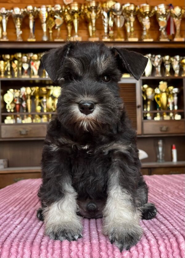 Seeley Miniature Schnauzer