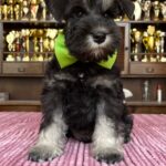 Seeley-male-miniature-schnauzerr-puppy-for-sale-1 (3)