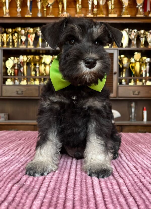 Seeley Miniature Schnauzer
