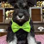 Seeley-male-miniature-schnauzerr-puppy-for-sale-1 (4)