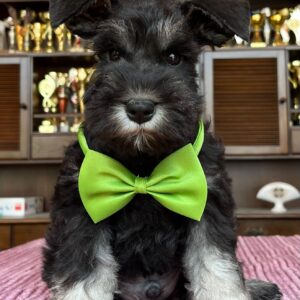 Seeley Miniature Schnauzer