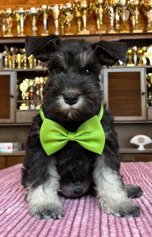 Seeley Miniature Schnauzer