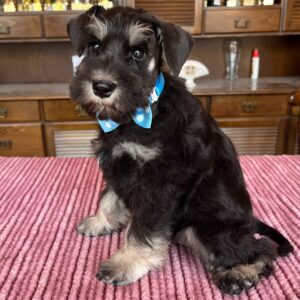 Ser Jorah Miniature Schnauzer