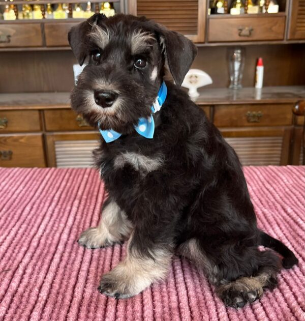 Ser Jorah Miniature Schnauzer