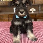 Ser-Jorah-male-miniature-schnauzerr-puppy-for-sale-1 (2)