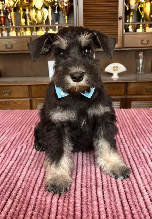 Ser Jorah Miniature Schnauzer