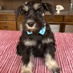Ser-Jorah-male-miniature-schnauzerr-puppy-for-sale-1 (3)