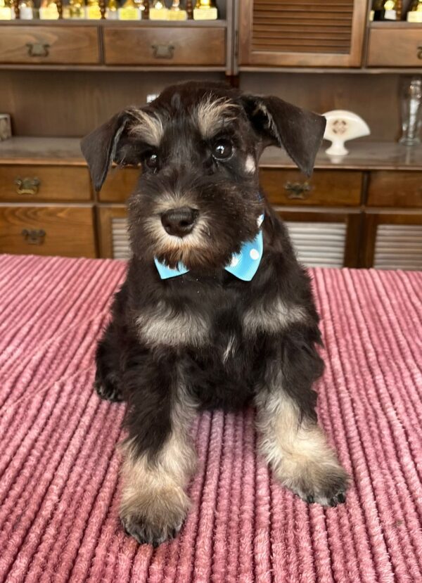 Ser Jorah Miniature Schnauzer