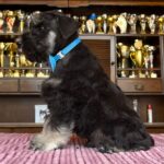 Ser-Jorah-male-miniature-schnauzerr-puppy-for-sale-1 (4)