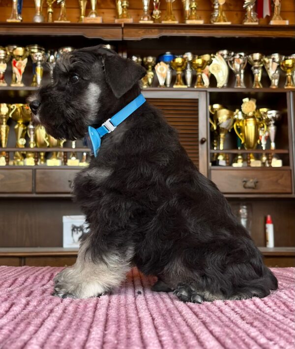 Ser Jorah Miniature Schnauzer