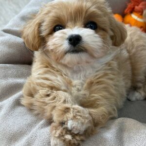 Sherman Maltipoo