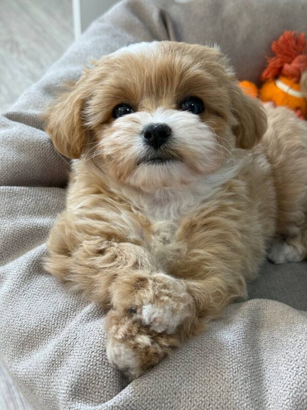 Sherman Maltipoo
