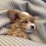 Sherman-male-Maltipoo-puppy-for sale-2