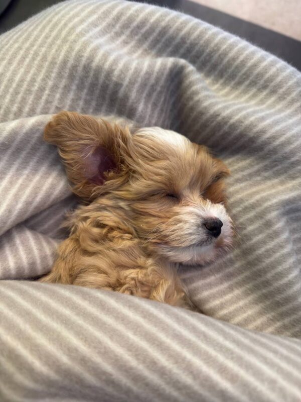 Sherman Maltipoo