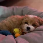 Sherman-male-Maltipoo-puppy-for sale-3