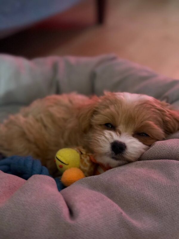 Sherman Maltipoo