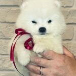 Sierra-female-Samoyed-puppy-for-sale-1