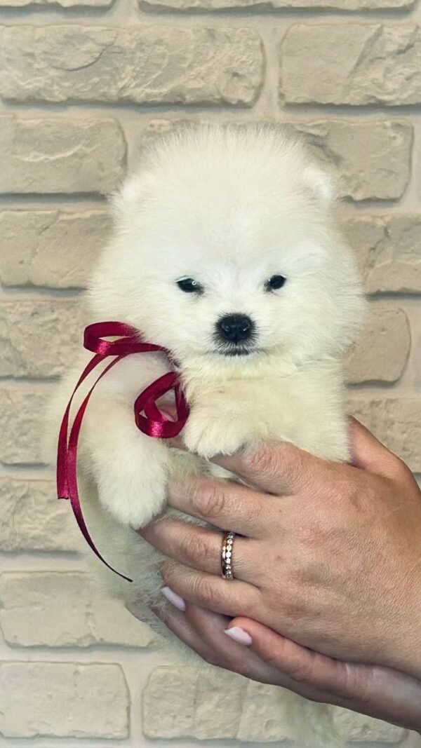 Sierra Samoyed