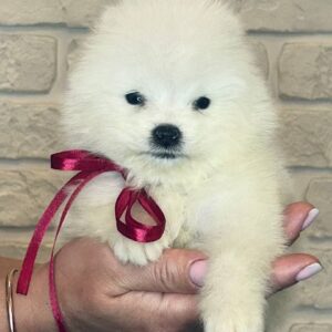 Sierra Samoyed