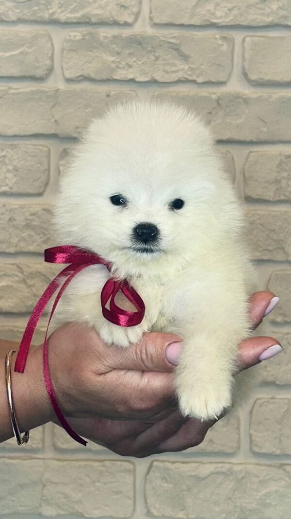 Sierra Samoyed