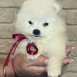 Sierra-female-Samoyed-puppy-for-sale-3
