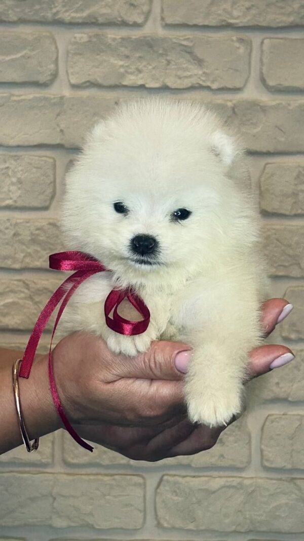 Sierra Samoyed