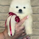 Sierra-female-Samoyed-puppy-for-sale-4