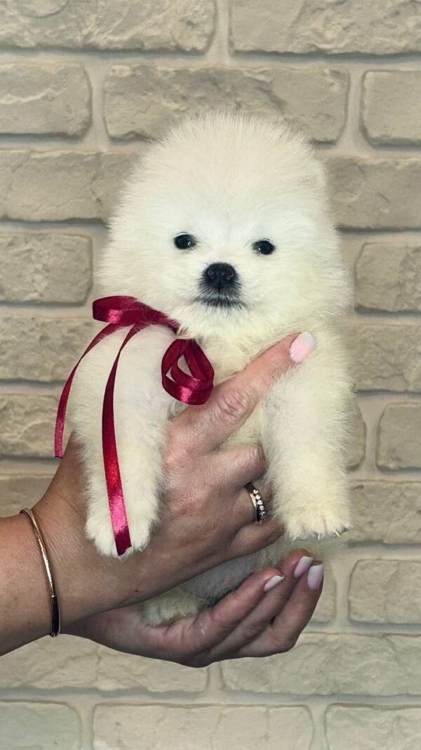Sierra Samoyed