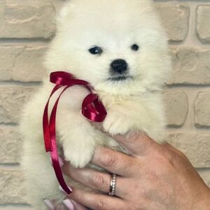 Sierra Samoyed