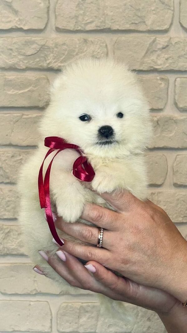Sierra Samoyed