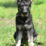 Sirius-male-East-European-Shepherd-puppy-for-sale-1