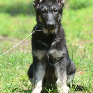 Sirius East-European Shepherd