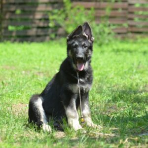 Sirius