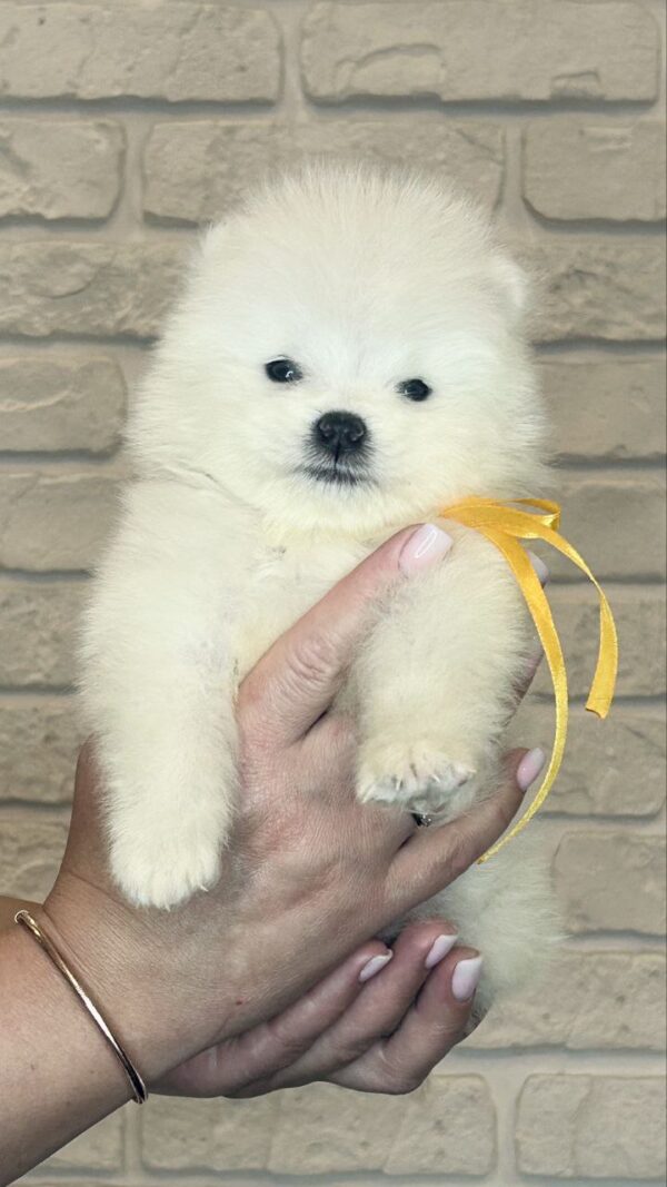 Skye Samoyed