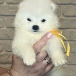 Sierra Samoyed