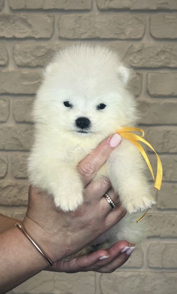 Skye Samoyed