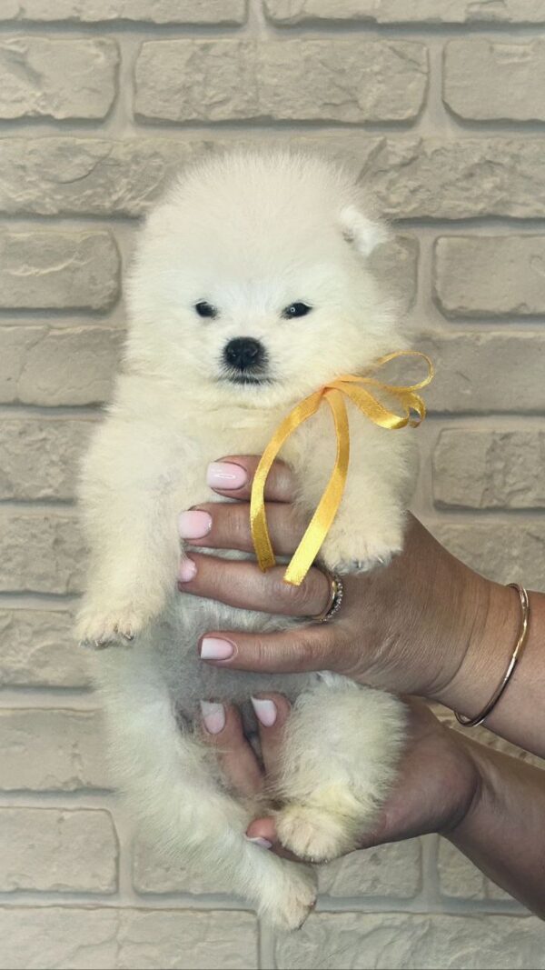 Skye Samoyed