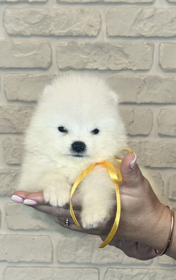 Skye Samoyed