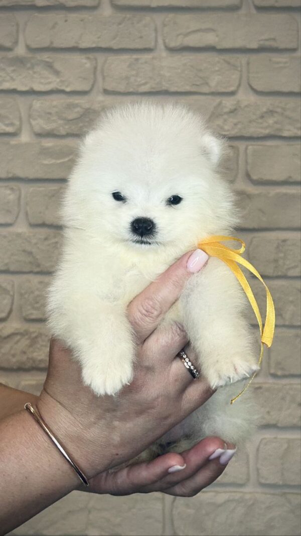 Skye Samoyed