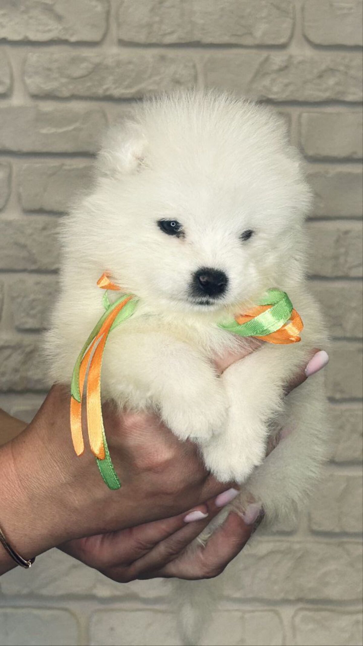 Eskimo Spitz Dog American Eskimo Mix Puppies For Sale Eskimo Dog
