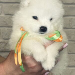 Snowy Samoyed